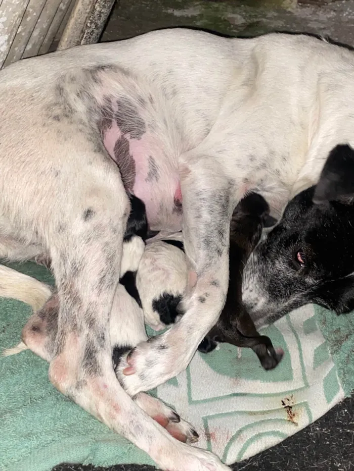 Cachorro ra a SRD-ViraLata idade Abaixo de 2 meses nome ainda não tem 