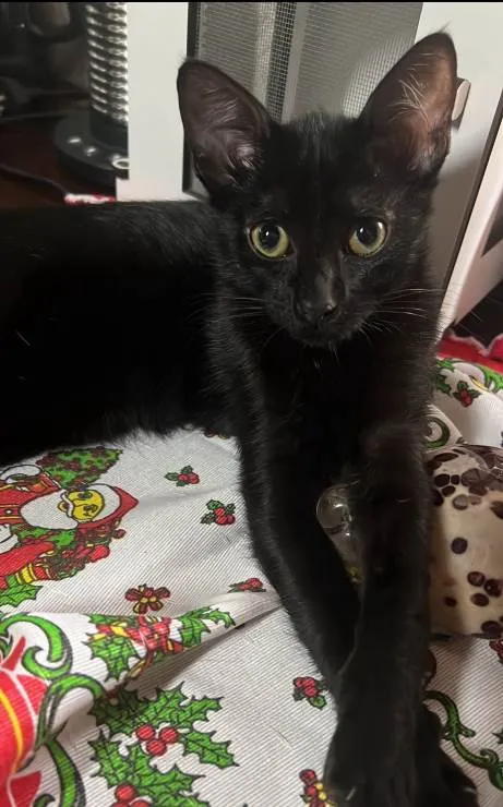 Gato ra a SRD-ViraLata idade 2 a 6 meses nome Geezo