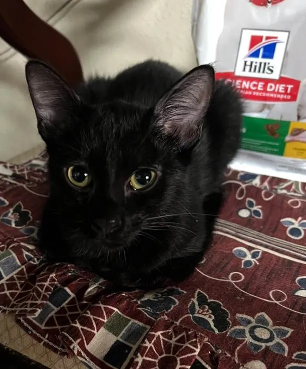 Gato ra a SRD-ViraLata idade 2 a 6 meses nome Geezo