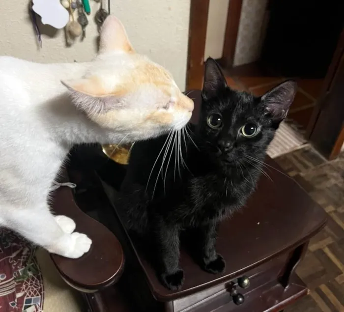 Gato ra a SRD-ViraLata idade 2 a 6 meses nome Geezo