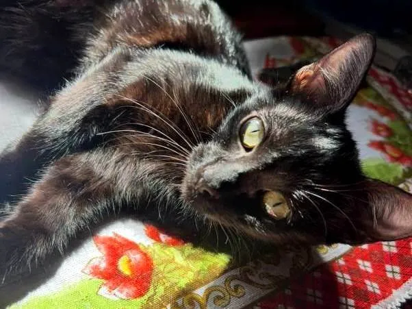 Gato ra a SRD-ViraLata idade 2 a 6 meses nome Geezo