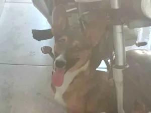 Cachorro raça SRD-ViraLata idade 1 ano nome kininha