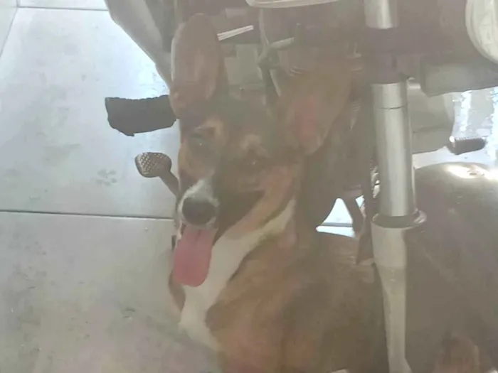 Cachorro ra a SRD-ViraLata idade 1 ano nome kininha