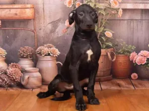 Cachorro raça SRD-ViraLata idade 7 a 11 meses nome Bento 