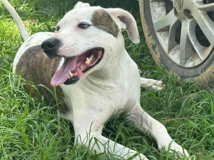 Cachorro ra a Pit-Bull idade 2 anos nome Theo 
