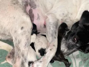 Cachorro raça SRD-ViraLata idade Abaixo de 2 meses nome ainda não tem 