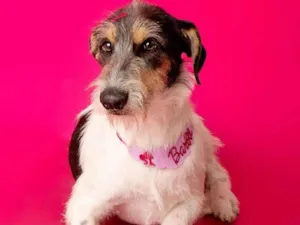 Cachorro raça SRD-ViraLata idade 1 ano nome Nina 