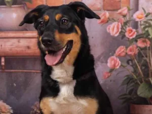 Cachorro raça SRD-ViraLata idade 2 anos nome Kyara 