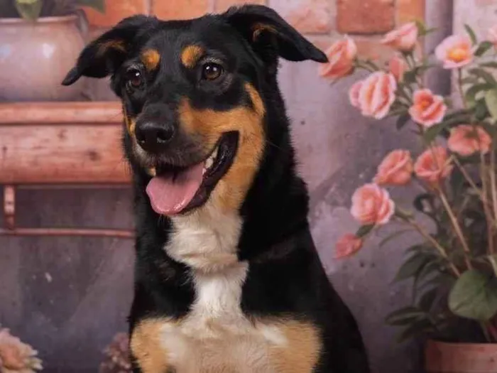Cachorro ra a SRD-ViraLata idade 2 anos nome Kyara 