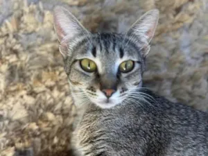 Gato raça SRD-ViraLata idade 1 ano nome Sophie 