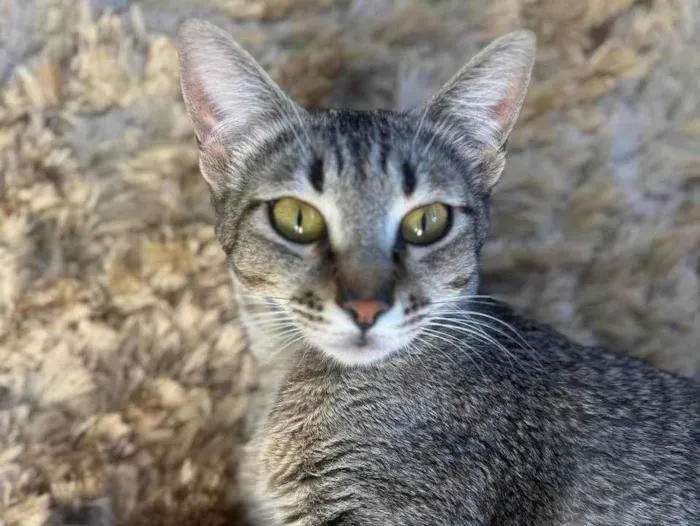 Gato ra a SRD-ViraLata idade 1 ano nome Sophie 
