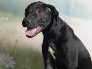 Cachorro raça SRD-ViraLata idade 7 a 11 meses nome Bento 