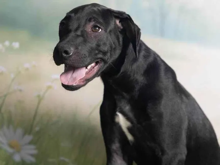 Cachorro ra a SRD-ViraLata idade 7 a 11 meses nome Bento 