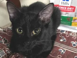 Gato raça SRD-ViraLata idade 2 a 6 meses nome Geezo