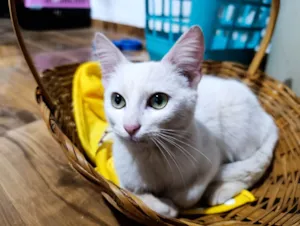 Gato raça SRD-ViraLata idade 2 a 6 meses nome Artêmis