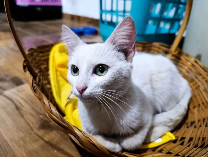 Gato ra a SRD-ViraLata idade 2 a 6 meses nome Artêmis