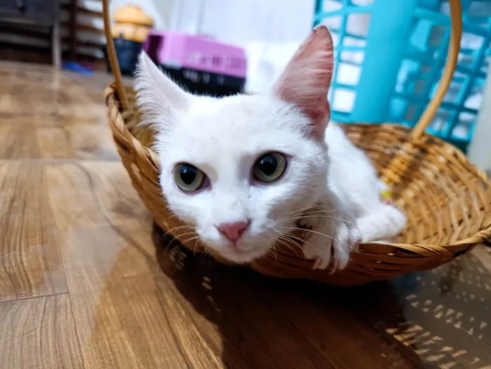 Gato ra a SRD-ViraLata idade 2 a 6 meses nome Artêmis