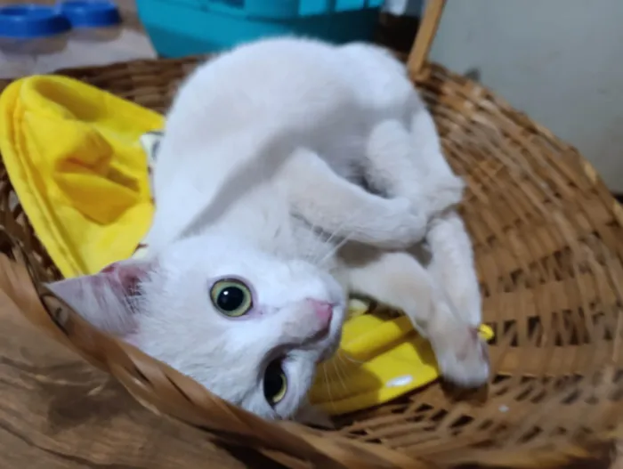 Gato ra a SRD-ViraLata idade 2 a 6 meses nome Artêmis