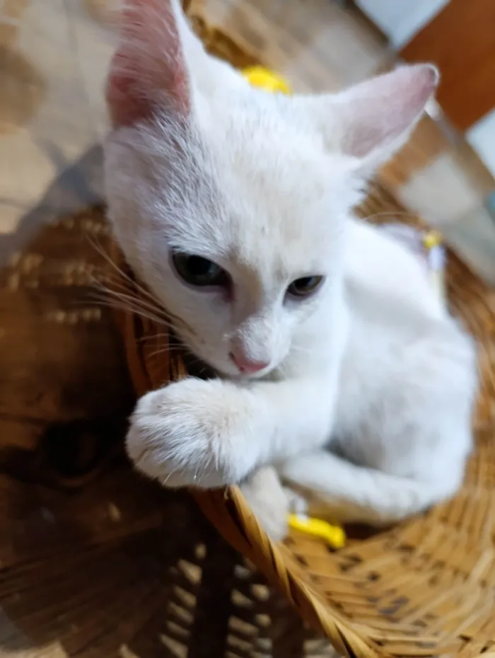 Gato ra a SRD-ViraLata idade 2 a 6 meses nome Artêmis