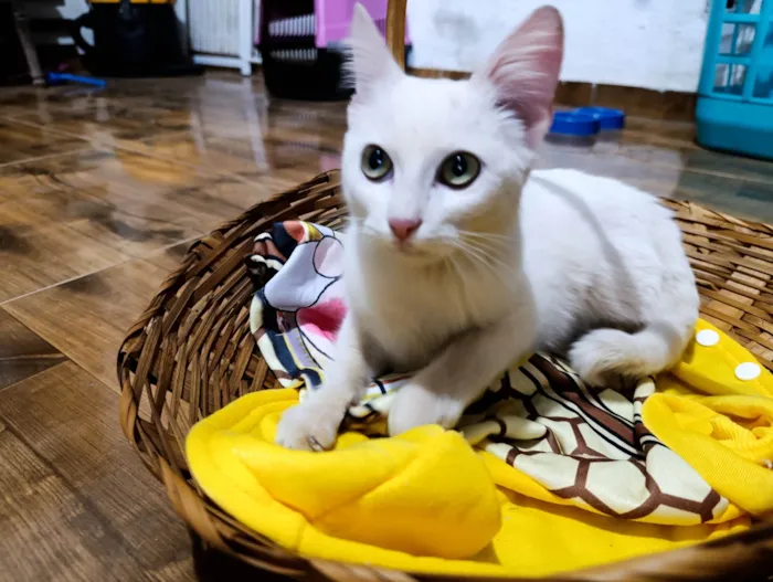 Gato ra a SRD-ViraLata idade 2 a 6 meses nome Artêmis