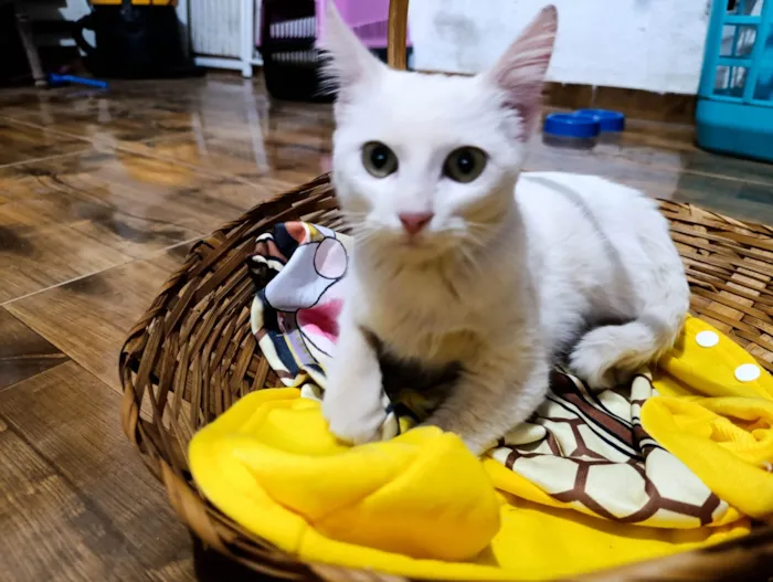 Gato ra a SRD-ViraLata idade 2 a 6 meses nome Artêmis