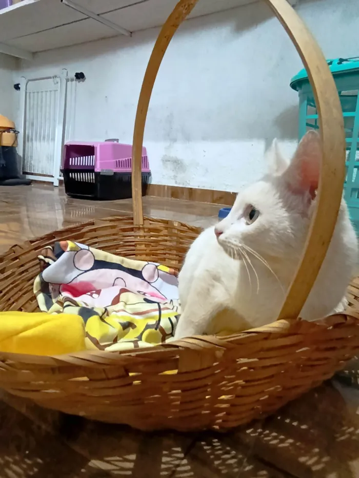 Gato ra a SRD-ViraLata idade 2 a 6 meses nome Artêmis