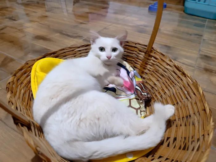 Gato ra a SRD-ViraLata idade 2 a 6 meses nome Artêmis