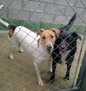 Cachorro raça SRD-ViraLata idade 6 ou mais anos nome Luan e Neto 
