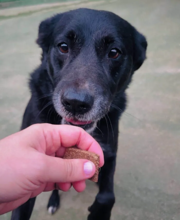 Cachorro ra a SRD-ViraLata idade 6 ou mais anos nome Luan e Neto 