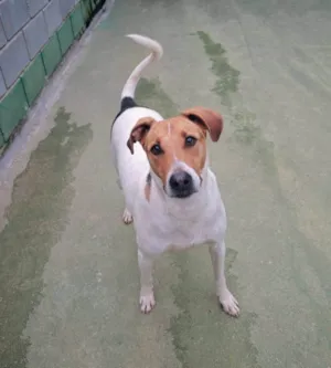 Cachorro raça SRD-ViraLata idade 4 anos nome Larissa
