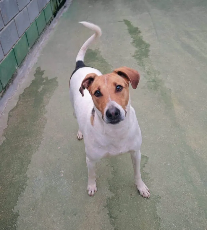 Cachorro ra a SRD-ViraLata idade 4 anos nome Larissa