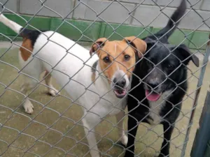 Cachorro raça SRD-ViraLata idade 6 ou mais anos nome Luan e Neto 