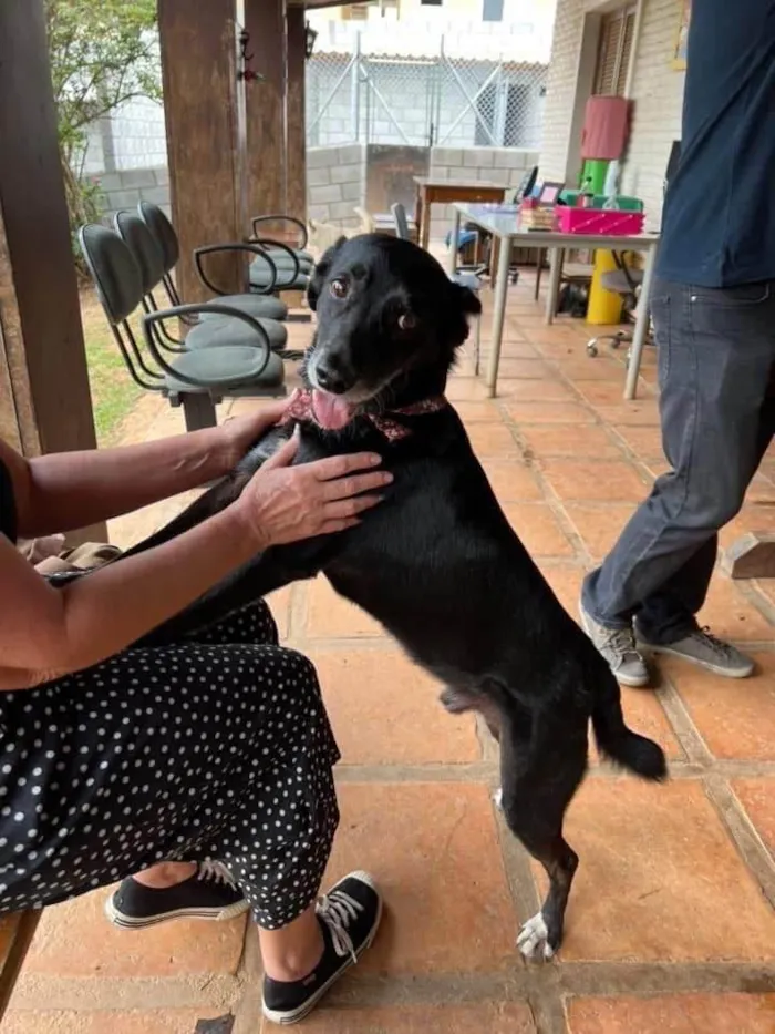 Cachorro ra a SRD-ViraLata idade 3 anos nome Pablo