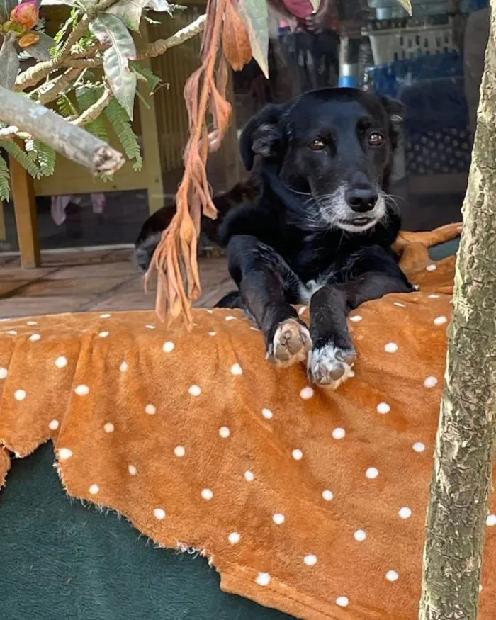 Cachorro ra a SRD-ViraLata idade 3 anos nome Pablo
