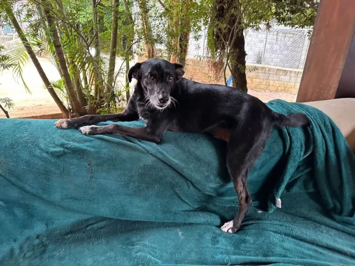 Cachorro ra a SRD-ViraLata idade 3 anos nome Pablo