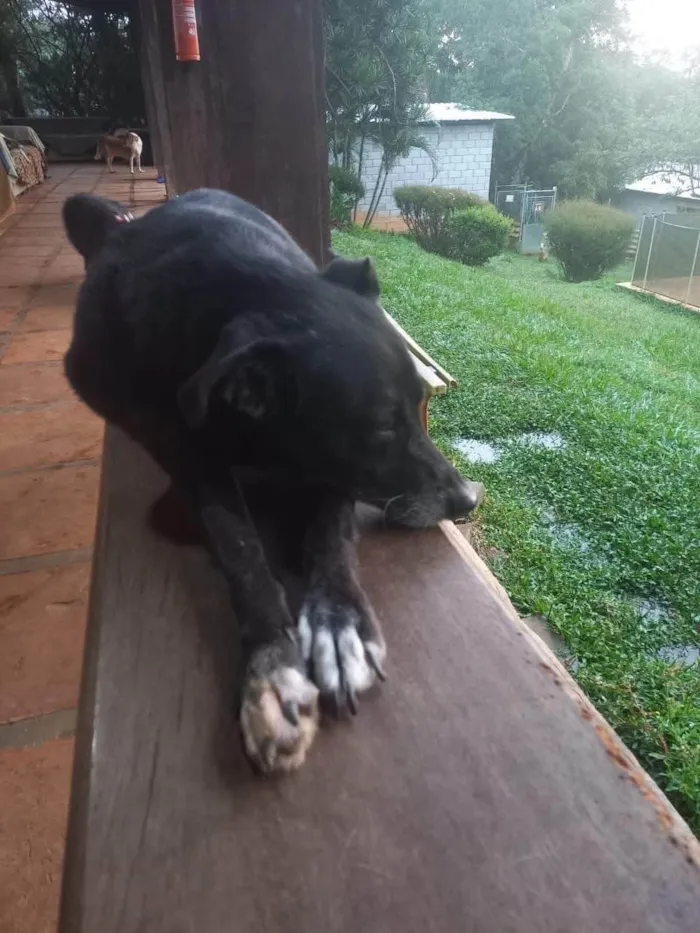 Cachorro ra a SRD-ViraLata idade 3 anos nome Pablo
