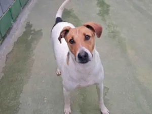 Cachorro raça SRD-ViraLata idade 4 anos nome Larissa