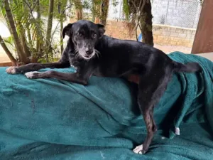 Cachorro raça SRD-ViraLata idade 3 anos nome Pablo