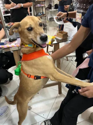 Cachorro raça SRD-ViraLata idade 3 anos nome Paçoca 