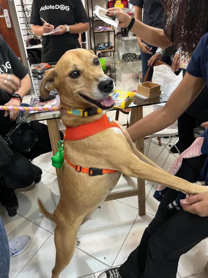 Cachorro ra a SRD-ViraLata idade 3 anos nome Paçoca 