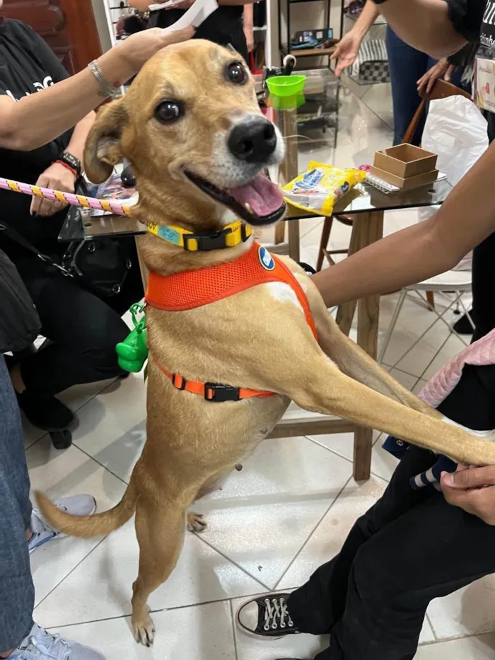 Cachorro ra a SRD-ViraLata idade 3 anos nome Paçoca 