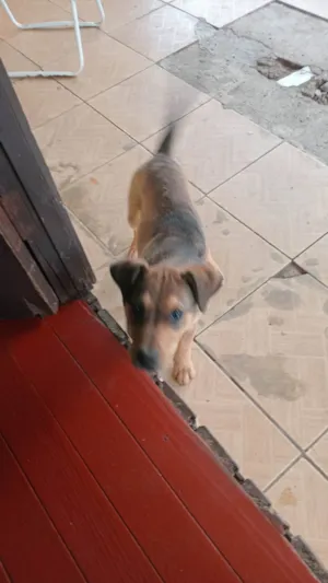 Cachorro raça SRD-ViraLata idade 2 a 6 meses nome Tobi