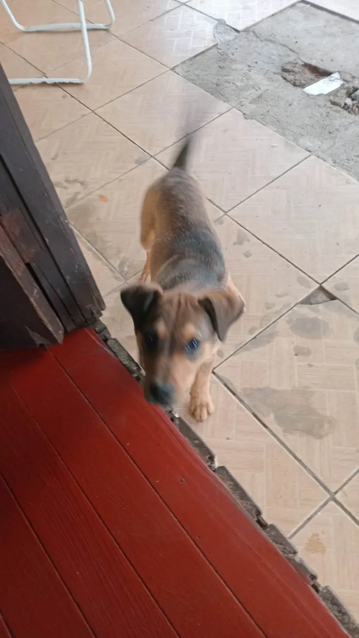 Cachorro ra a SRD-ViraLata idade 2 a 6 meses nome Tobi