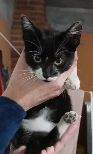 Gato raça SRD-ViraLata idade Abaixo de 2 meses nome Sofia