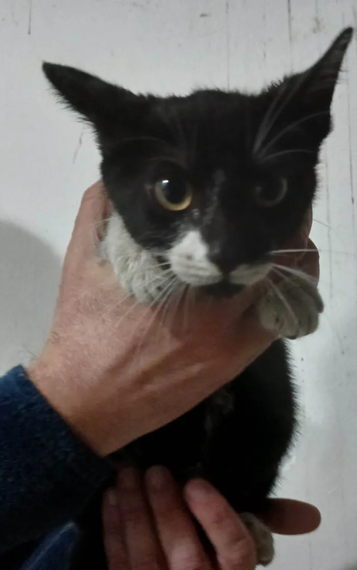 Gato ra a SRD-ViraLata idade Abaixo de 2 meses nome Sofia