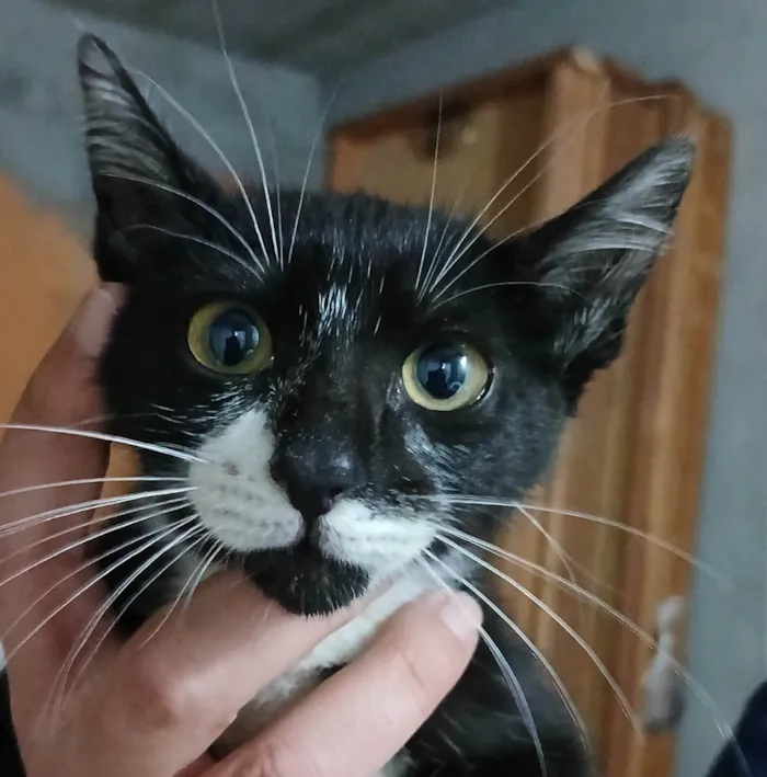 Gato ra a SRD-ViraLata idade Abaixo de 2 meses nome Sofia