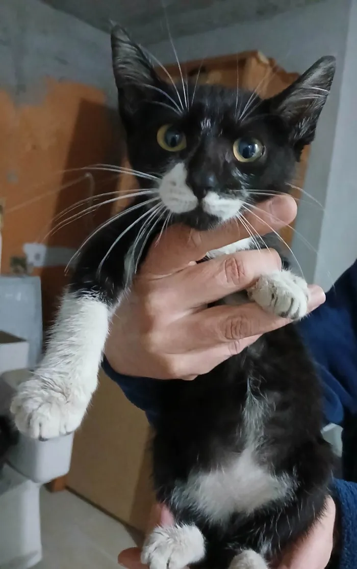 Gato ra a SRD-ViraLata idade Abaixo de 2 meses nome Sofia