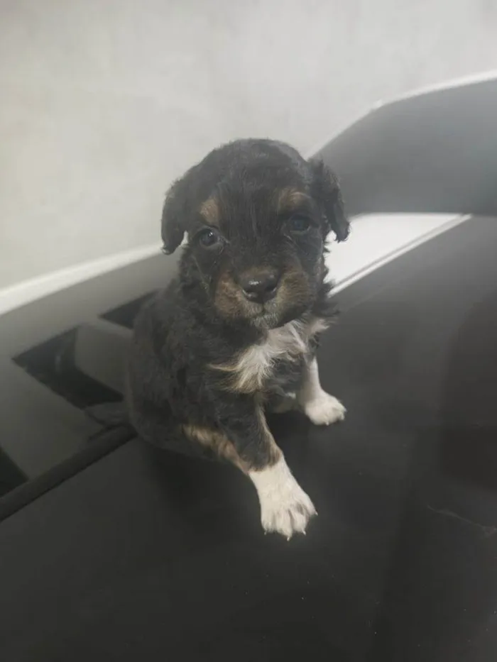 Cachorro ra a SRD-ViraLata idade Abaixo de 2 meses nome Falar com Lidiane - Whats 11 99126-1037