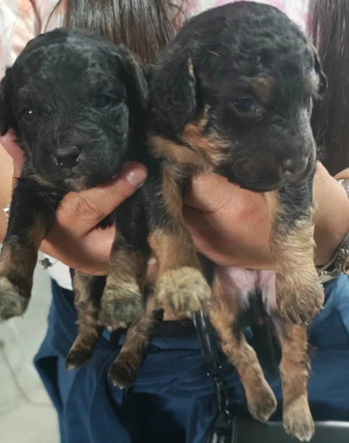 Cachorro ra a SRD-ViraLata idade Abaixo de 2 meses nome Falar com Lidiane - Whats 11 99126-1037