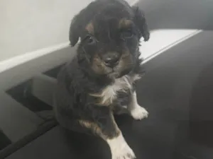 Cachorro raça SRD-ViraLata idade Abaixo de 2 meses nome Falar com Lidiane - Whats 11 99126-1037